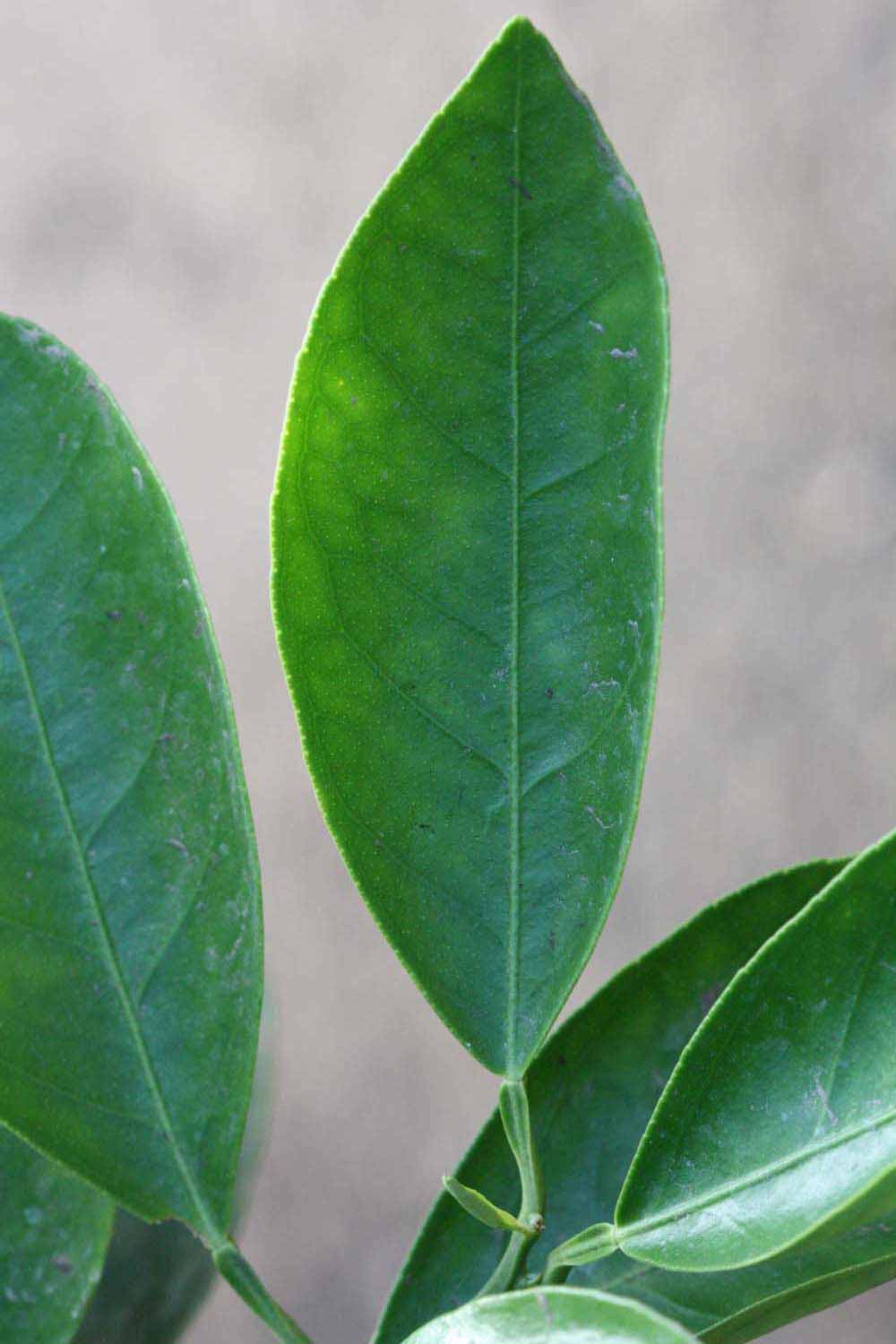              Unifoliolate leaf (Riverside, CA)       